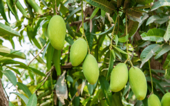 Giải pháp phòng trừ bệnh hại trên cây xoài